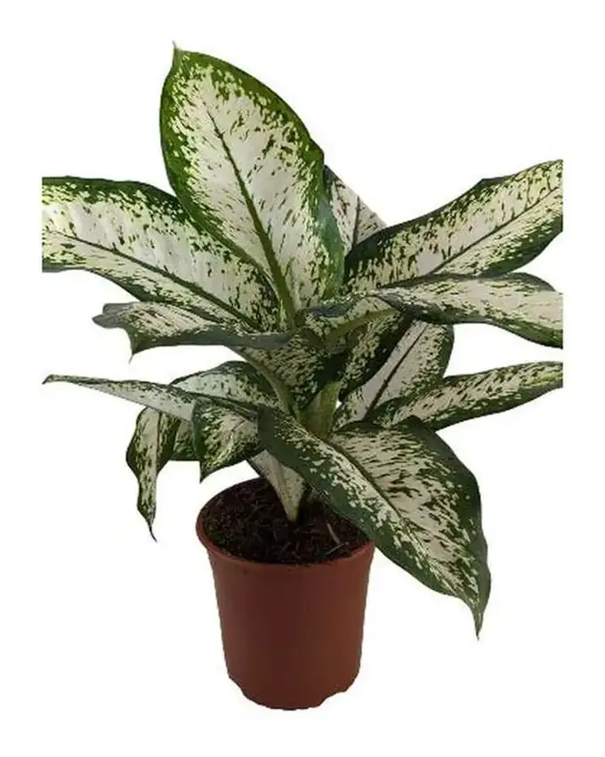 Dieffenbachia Blanca