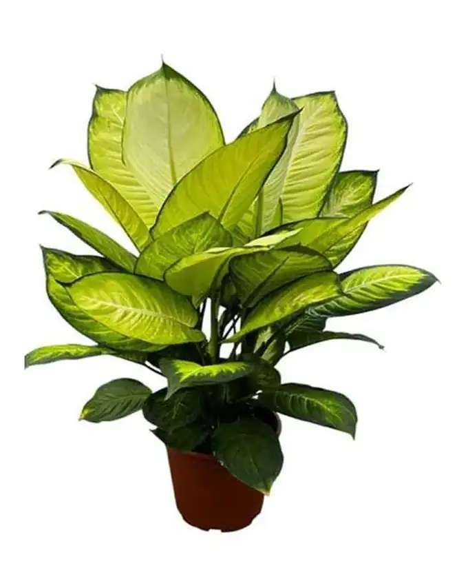 Dieffenbachia Jimena
