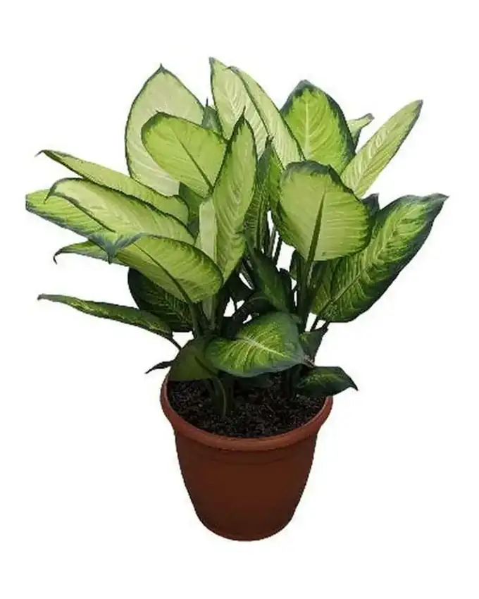 Dieffenbachia Jimena