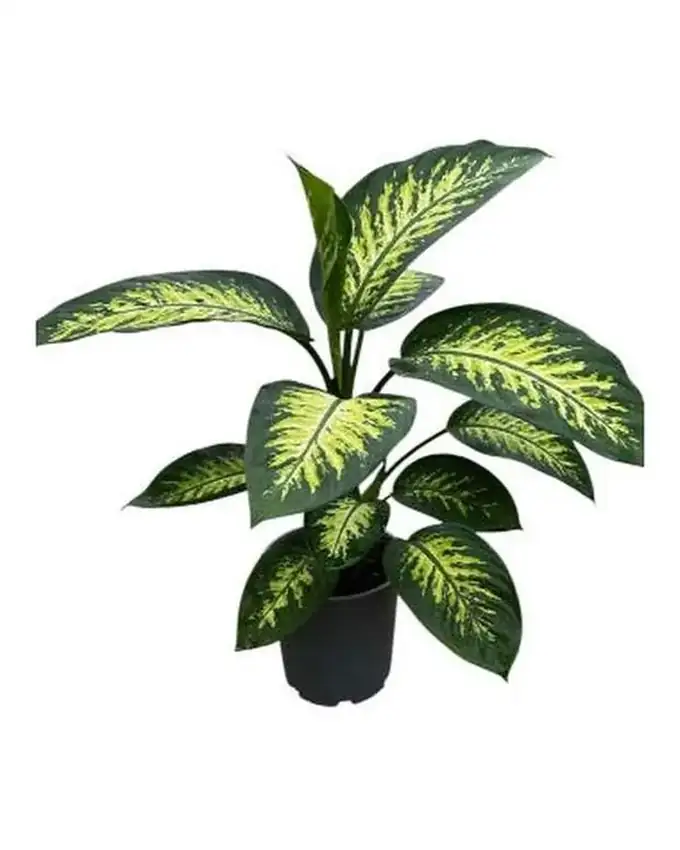 Dieffenbachia Lotería