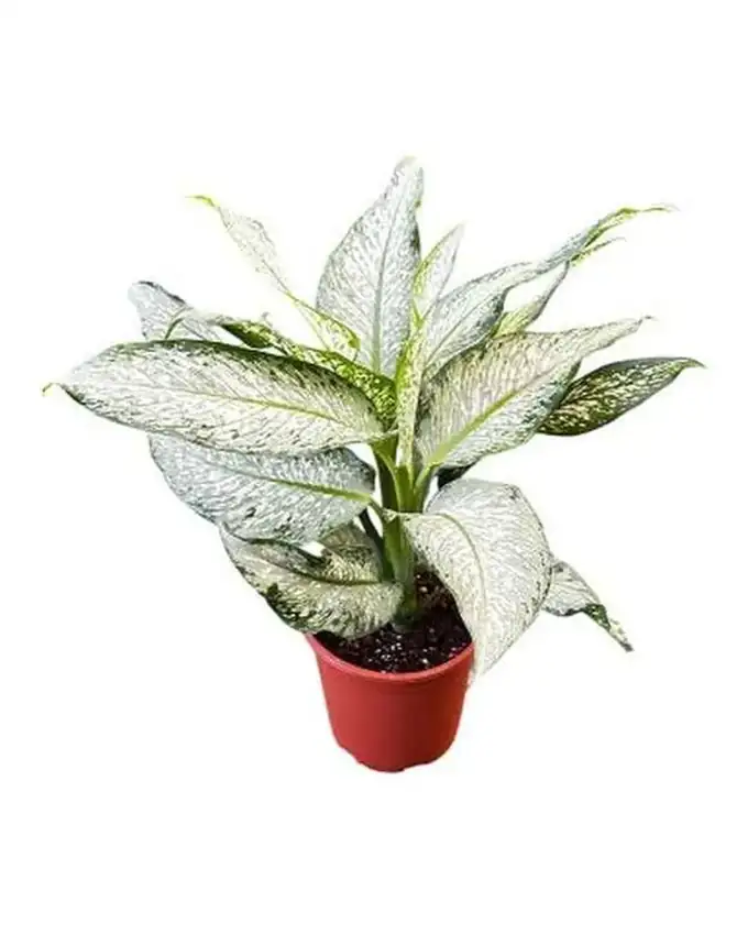 Dieffenbachia Puntos de Nieve