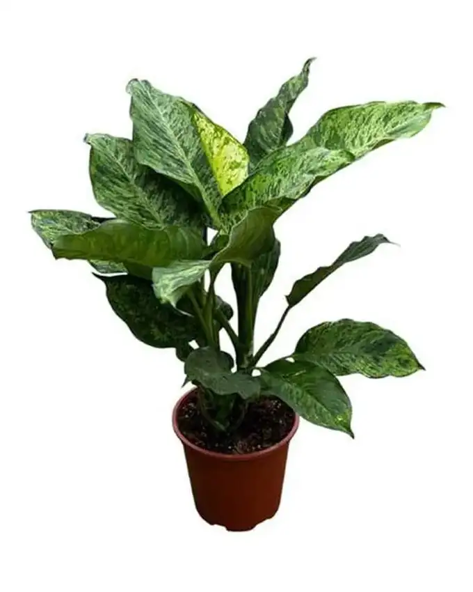 Dieffenbachia White Amazon