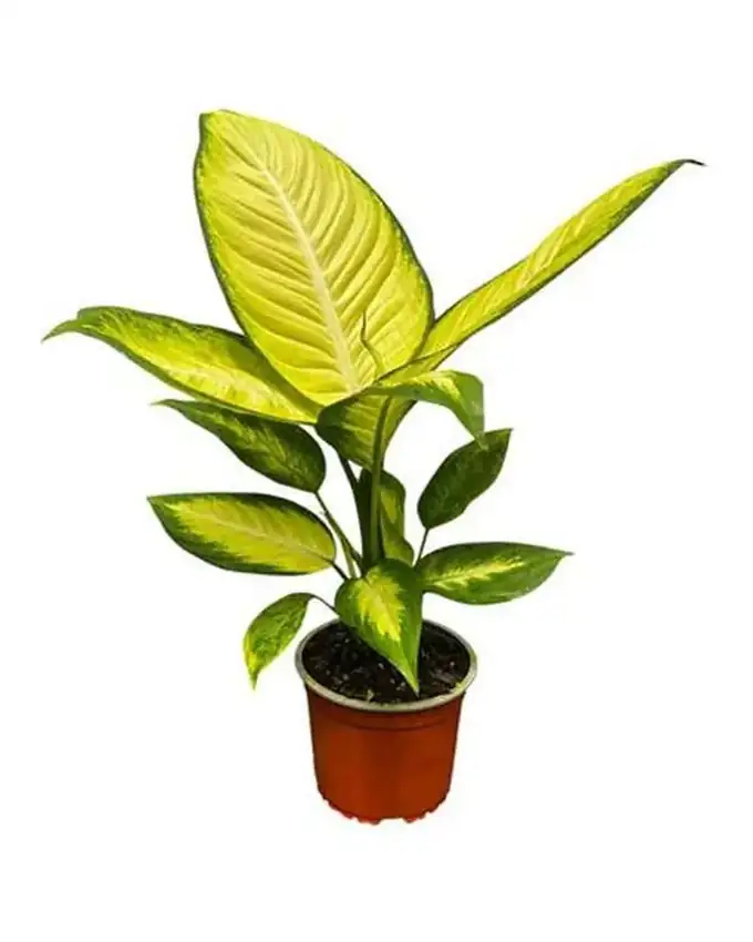 Dieffenbachia Jimena