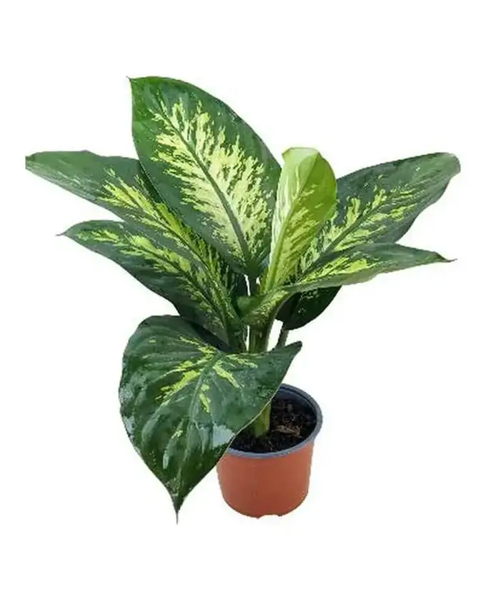 Dieffenbachia Lotería