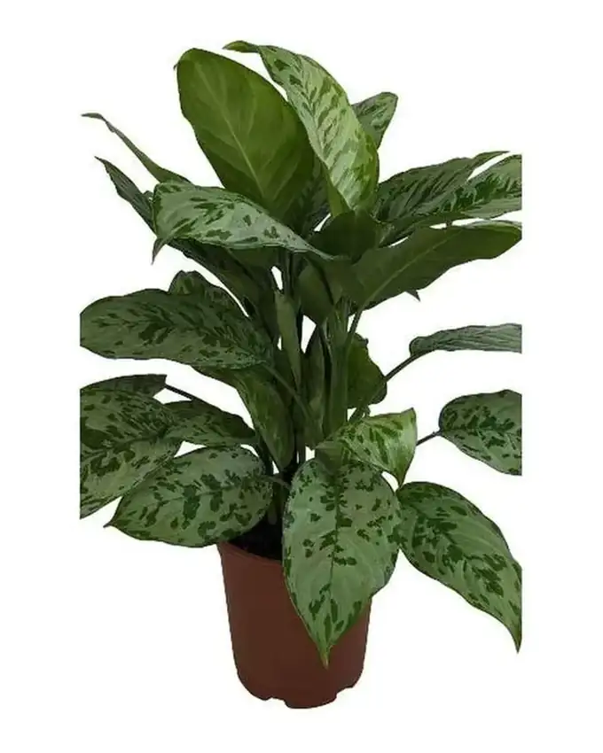 Dieffenbachia Turtle