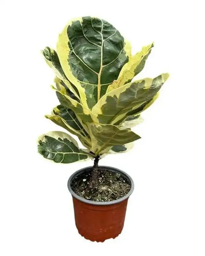 Ficus Lyrata Variegado