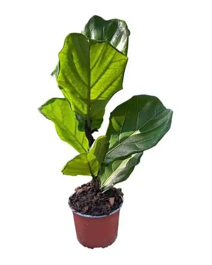Ficus