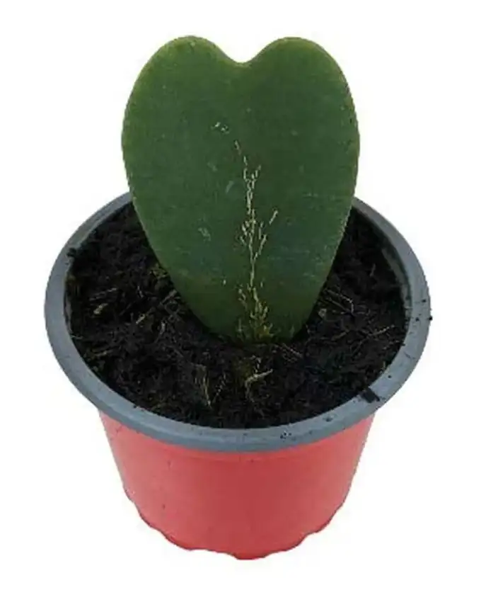Hoya