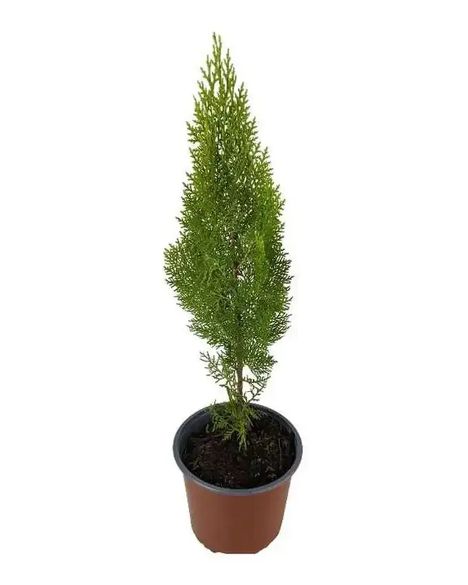 Jardín de sol Cipres Thuja