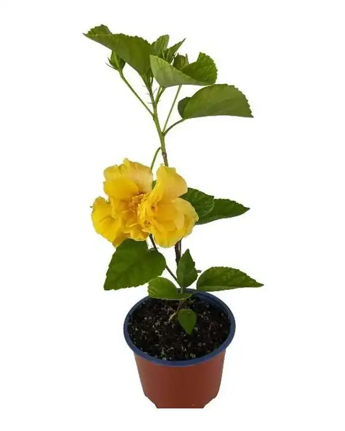 Jardín de sol Hibicus Doble Amarillo