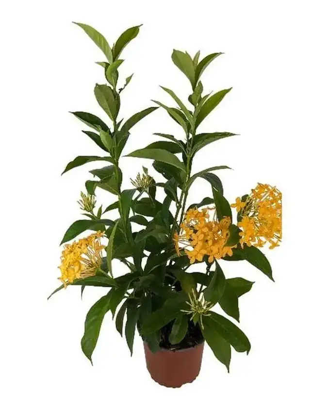 Jardín de sol Ixora Grande