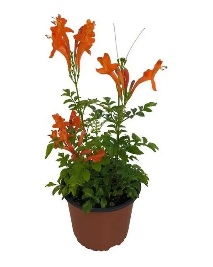 Jardín de sol Tacoma Campesis Trompeta de Fuego