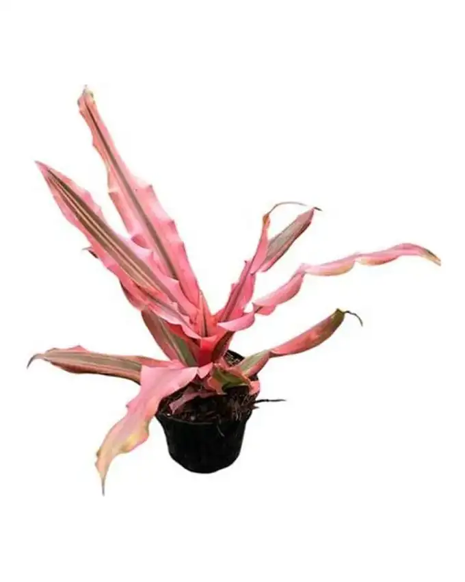 Pequeñas de interior Cryptanthus Pink Starlight