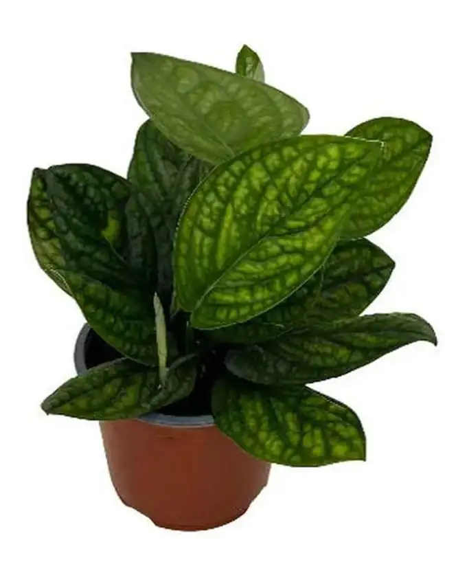 Monstera Perú