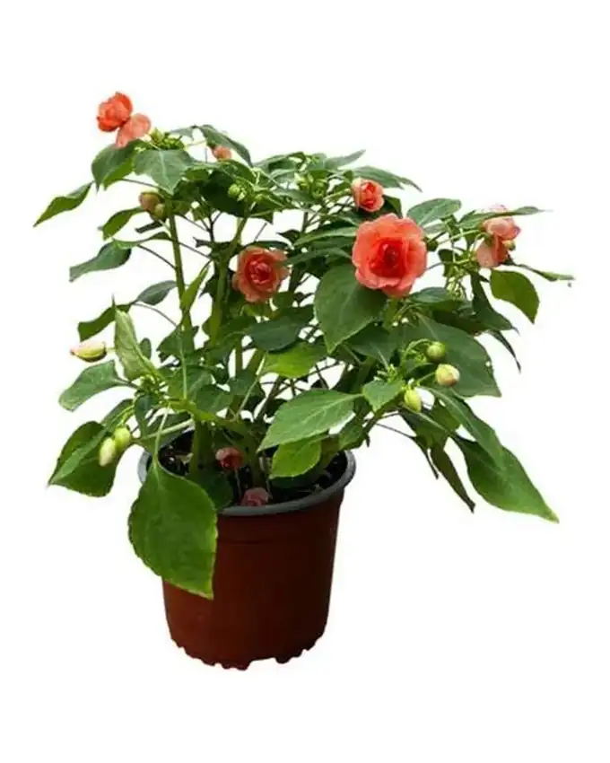 Otras de interior China Flor Doble