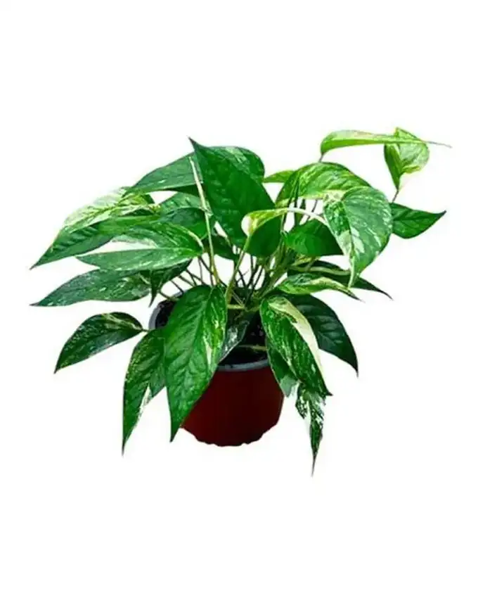 Otras de interior Epipremnum Pinnatum
