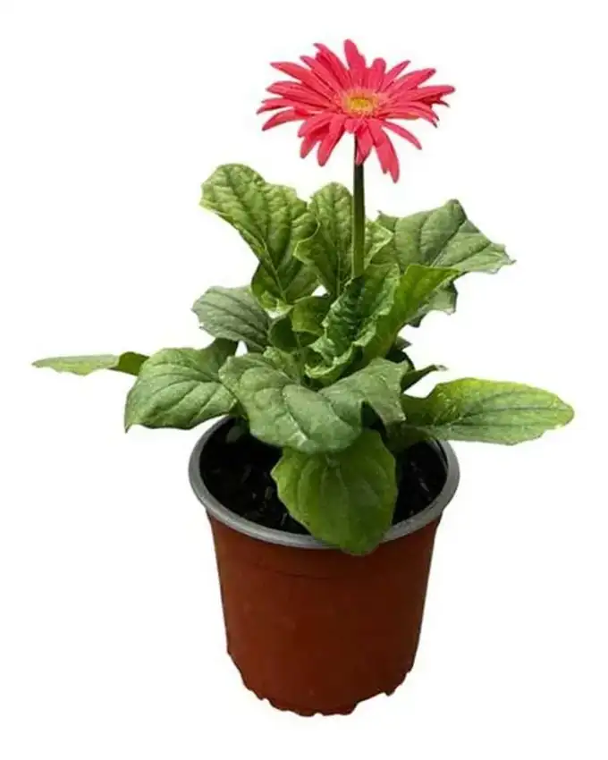 Otras de interior Gerbera
