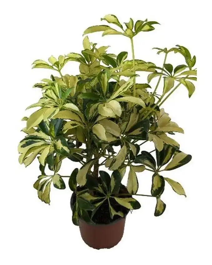 Otras de interior Schefflera Trinette