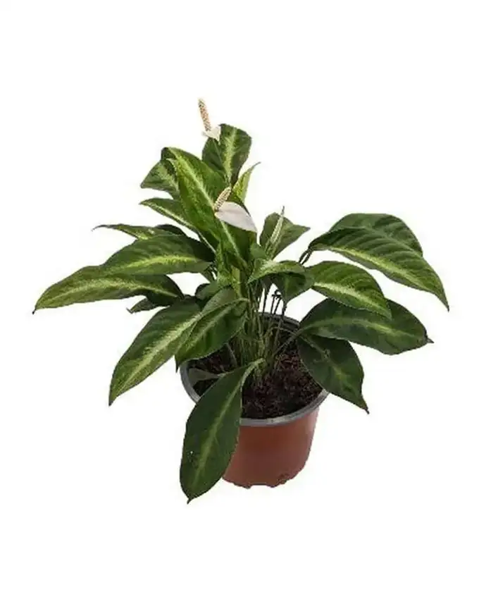 Otras de interior Spathiphyllum White Stripe