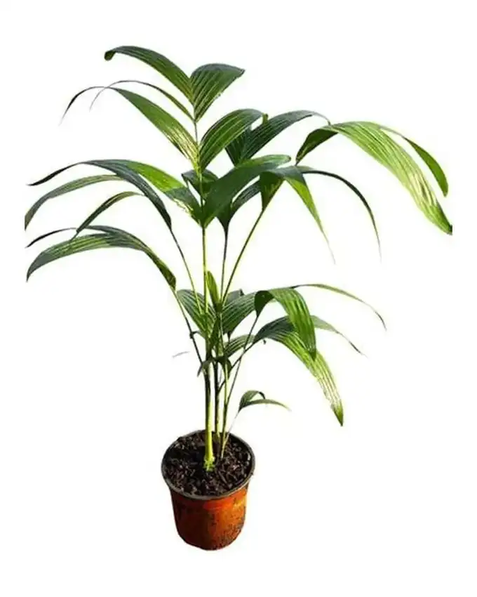 Palmera Carpentaria
