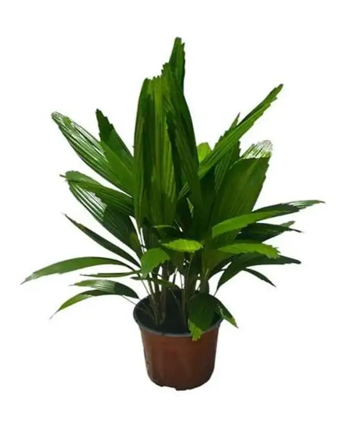 Palmera Licuala