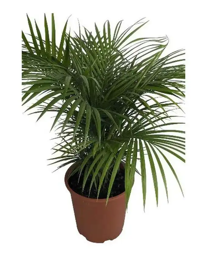 Palmera Majestic