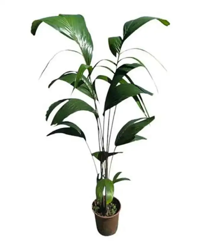 Palmera Cola de Zorro