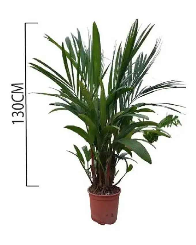 Palmera Tallo Rojo