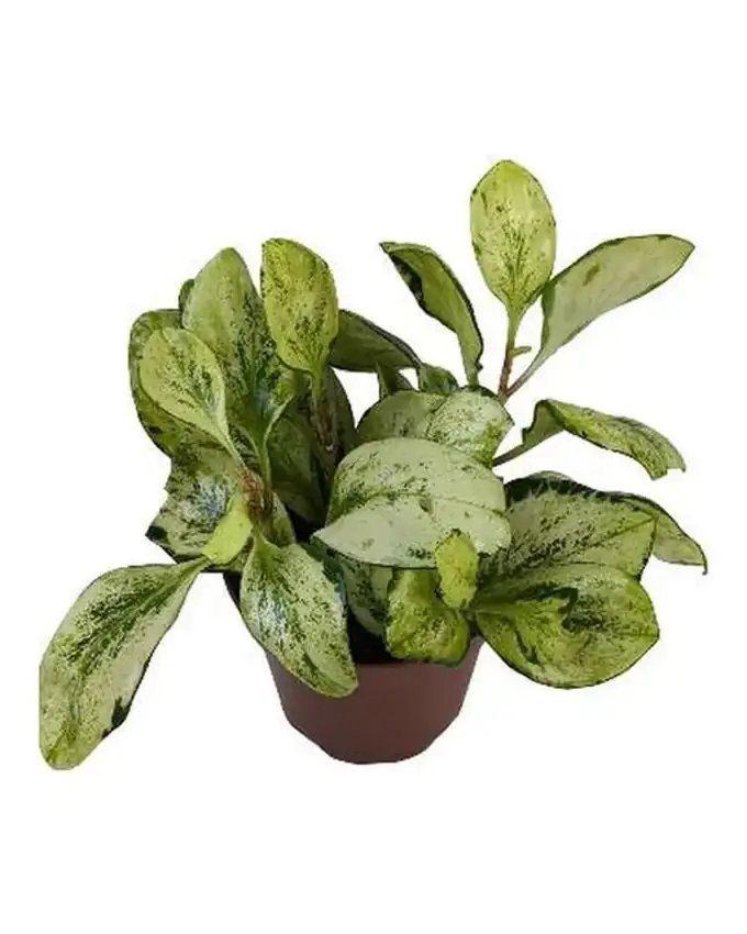 Peperomia Amarilla