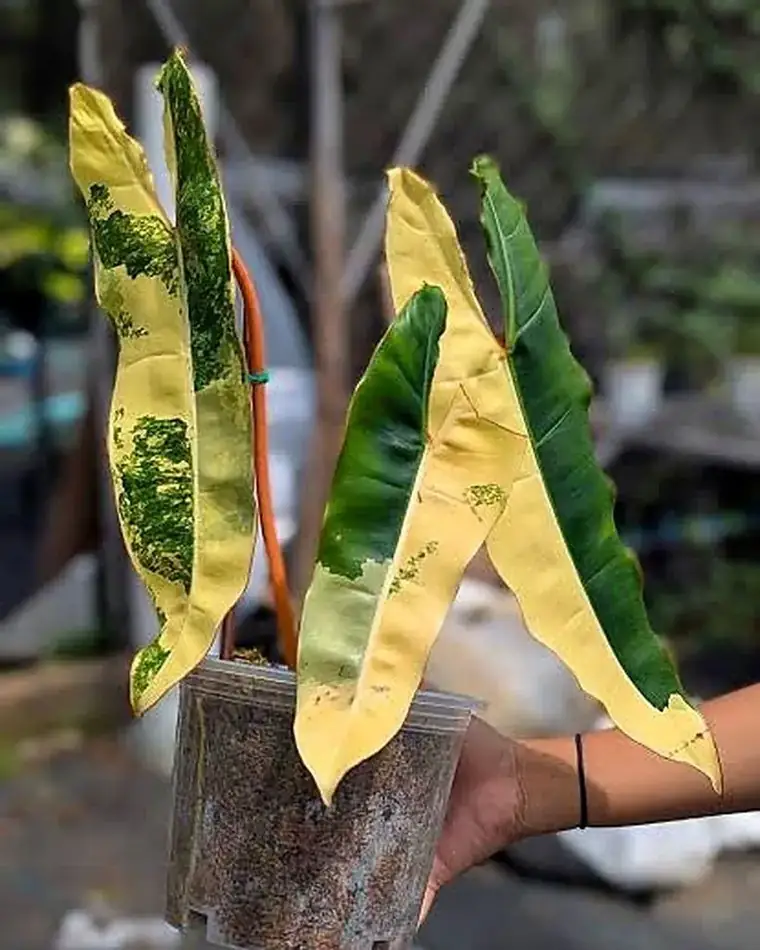 Philodendron Billietiae Variegata