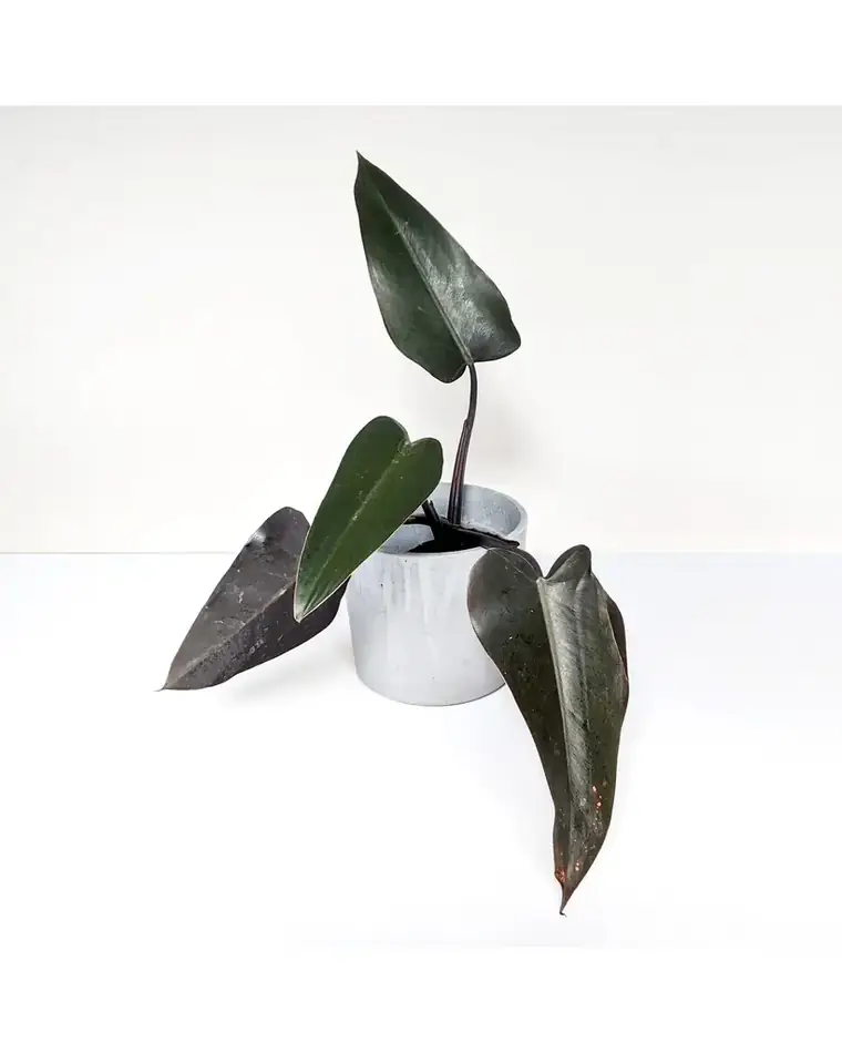 Philodendron Black Majesty 15 cm