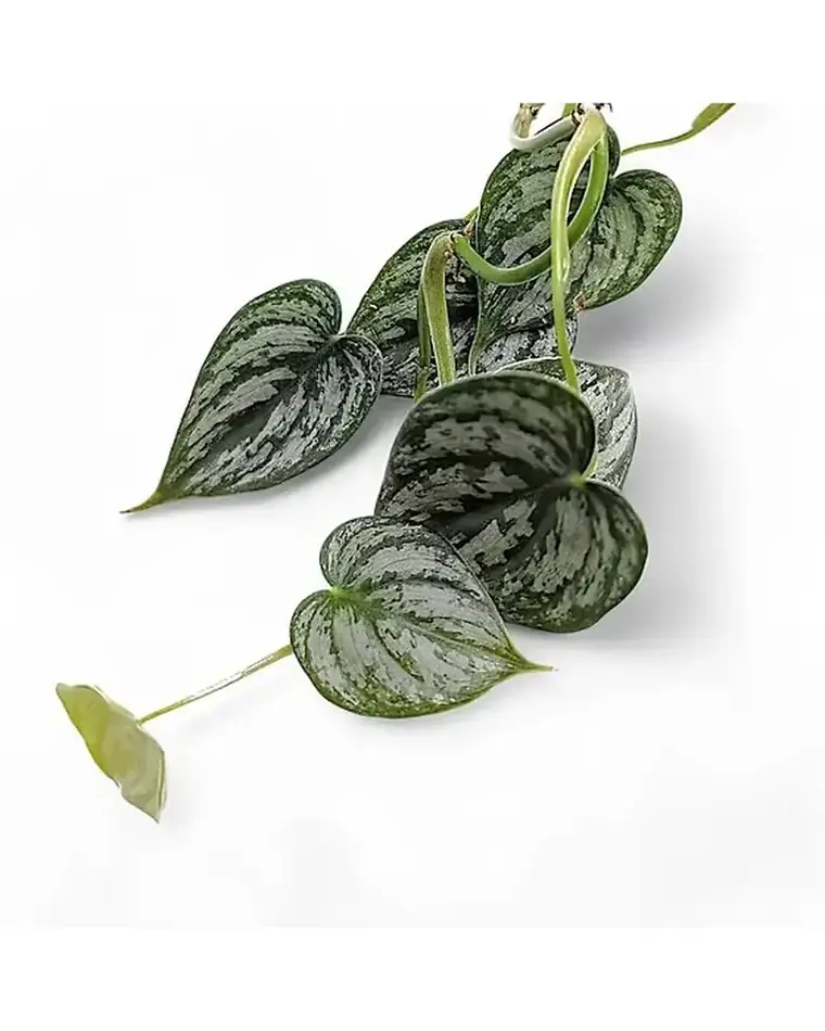 Philodendron Brandtianum 25 cm