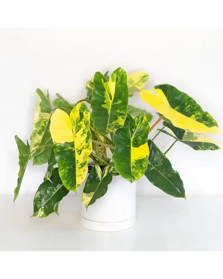 Philodendron Burle Marx 10 cm