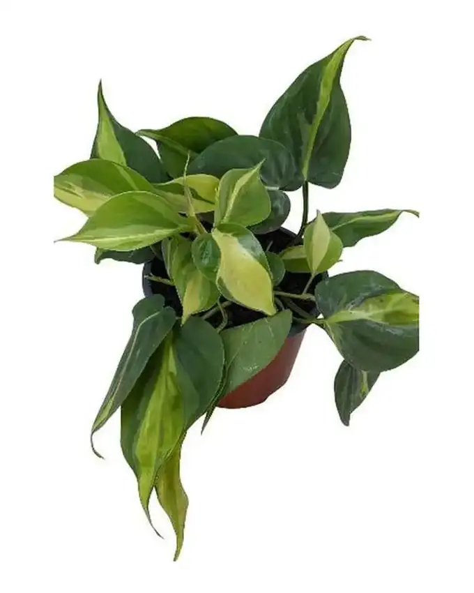 Philodendron Brasil