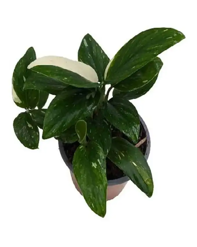 Philodendron Cobra