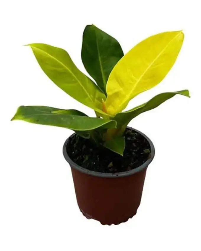 Philodendron Imperial Green