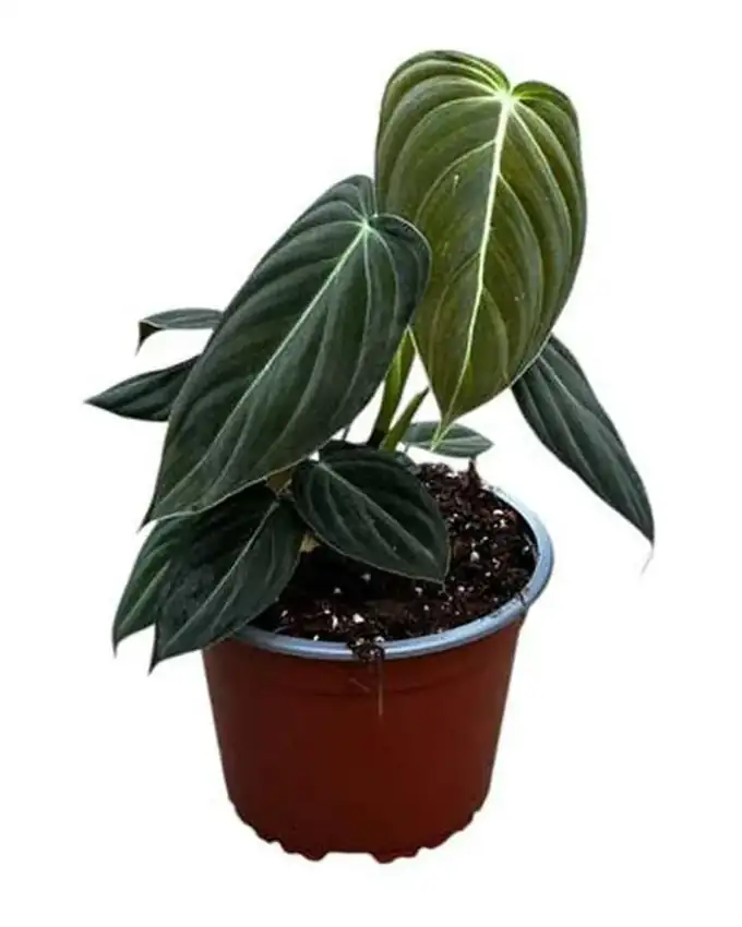 Philodendron Melanochrysum