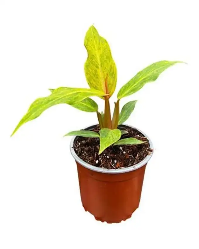Philodendron Orange Marmalade