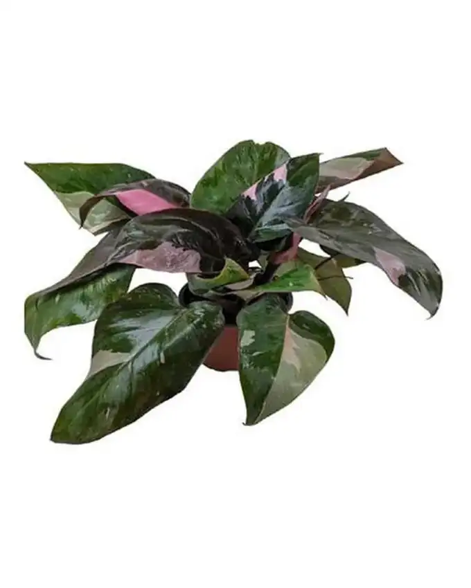 Philodendron