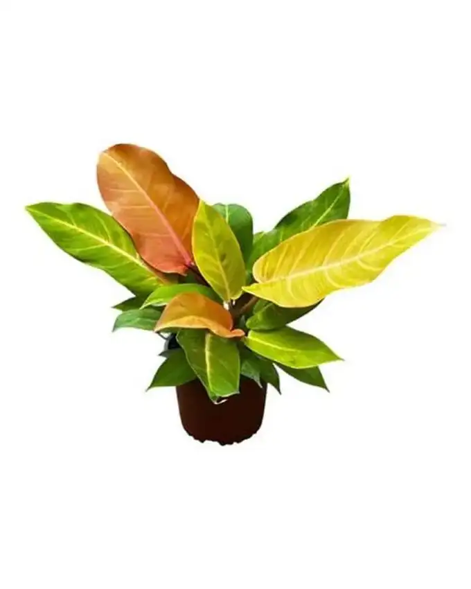 Philodendron Prince Of Orange