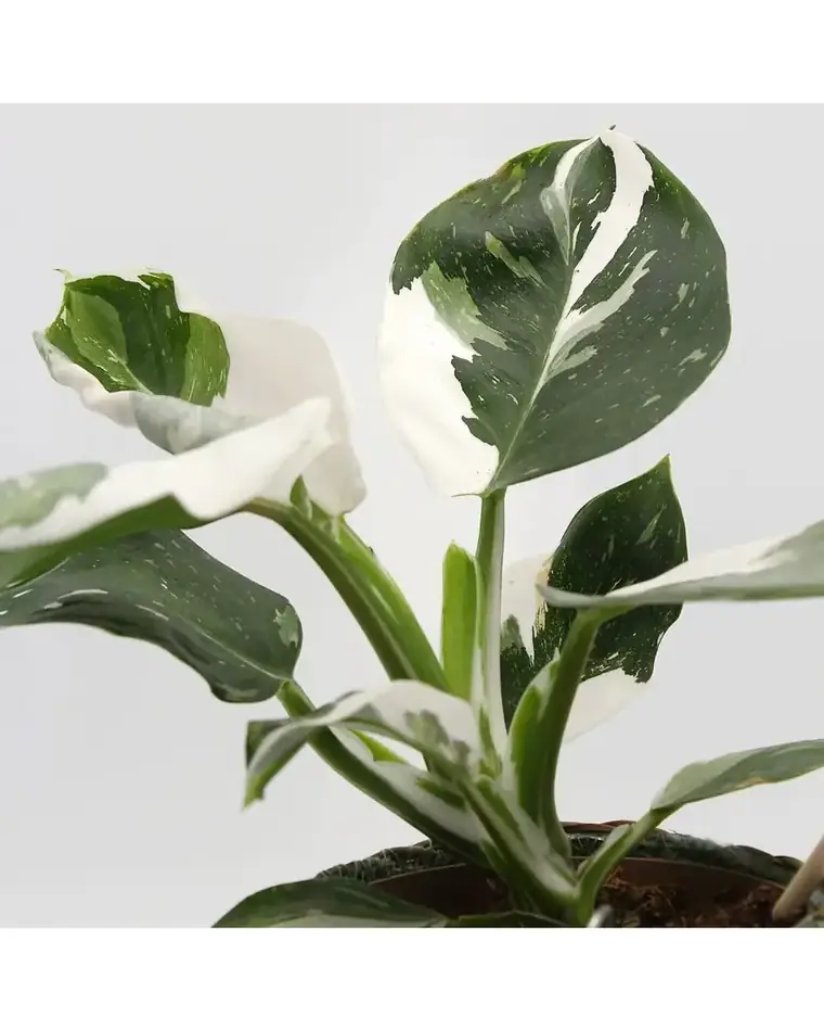Philodendron White Wizard