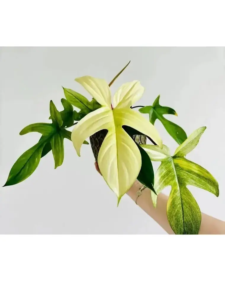 Philodendron Florida Ghost 15 cm