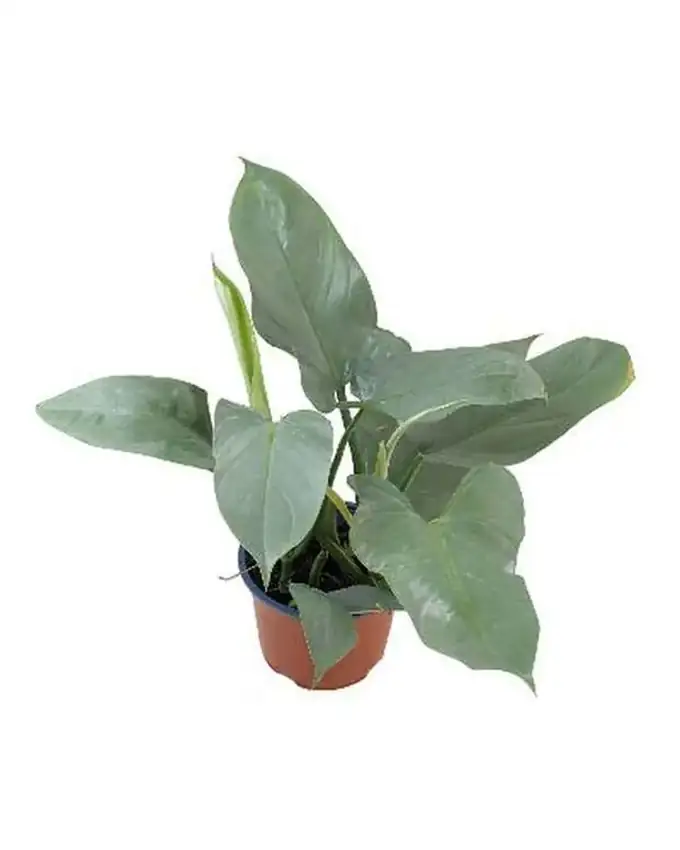 Philodendron Plateado