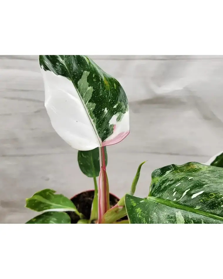 Philodendron White Princess 15 cm