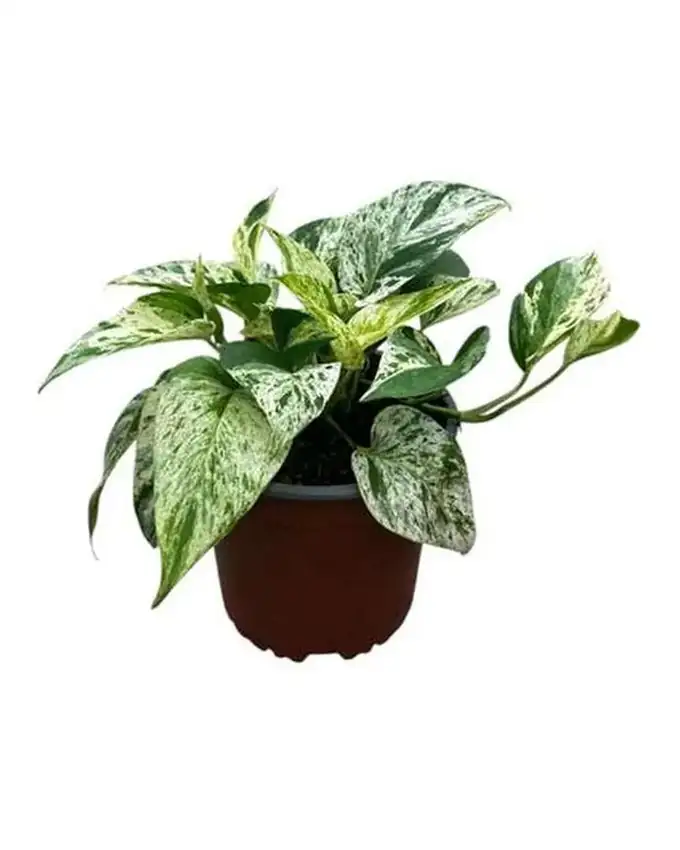 Potho Marble Queen