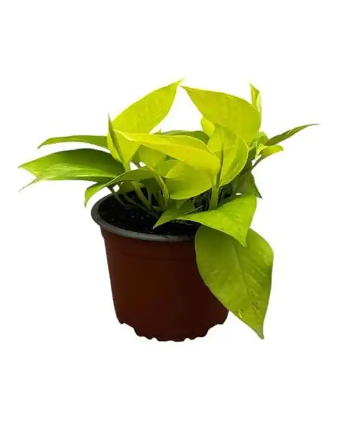 Potho Neon