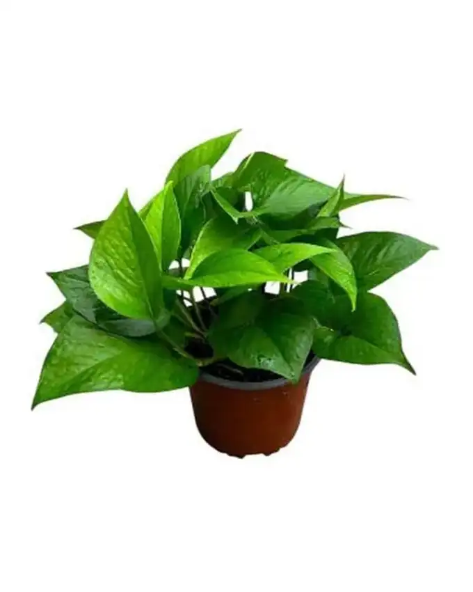 Potho Green Queen