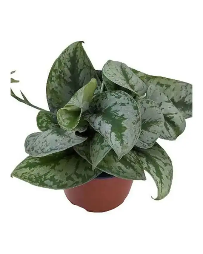 Potho Scindapsus Pictus