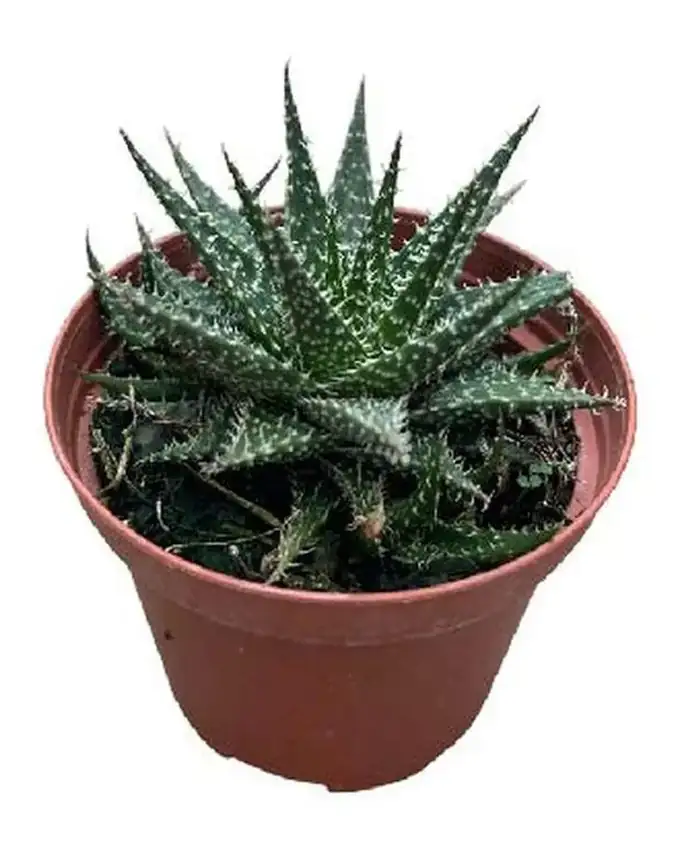 Rosa del desierto Aloe Baker