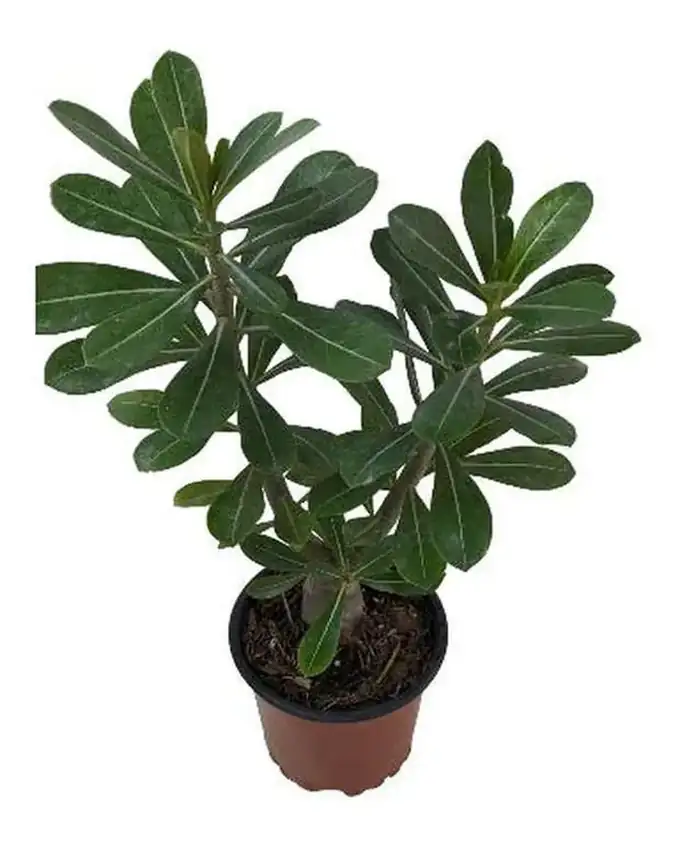 Rosa del desierto Rosa 12cm